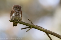 18 Sperlingskauz - Glaucidium passerinum